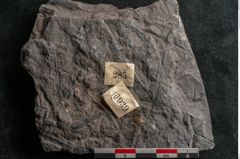 Foto (Detailansicht) von Senftenbergia crenata Lindl. et H. (NHMW-GEO-2024-0188-10939)